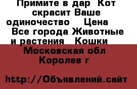 Примите в дар. Кот скрасит Ваше одиночество. › Цена ­ 0 - Все города Животные и растения » Кошки   . Московская обл.,Королев г.